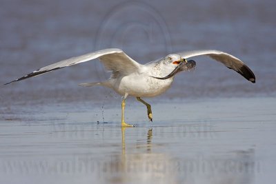_MG_9993 Ring-billed Gul.jpg