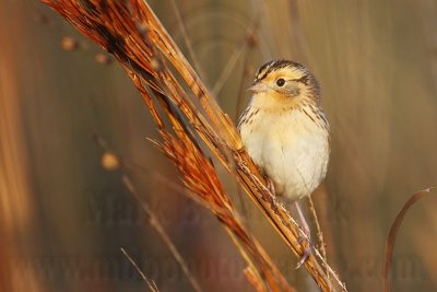 _MG_9353 Le Conte's Sparrow.jpg