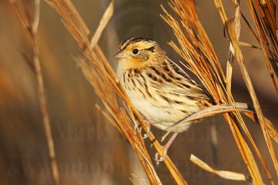 _MG_9383 Le Conte's Sparrow.jpg