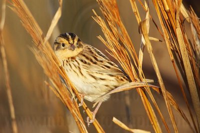 _MG_9398 Le Conte's Sparrow.jpg