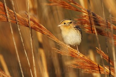 Le Conte's Sparrow, San Bernard NWR, January 20, 2008