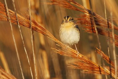 _MG_9449 Le Conte's Sparrow.jpg