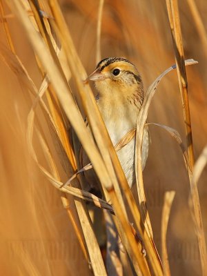 _MG_9465 Le Conte's Sparrow.jpg