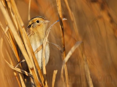 _MG_9471 Le Conte's Sparrow.jpg