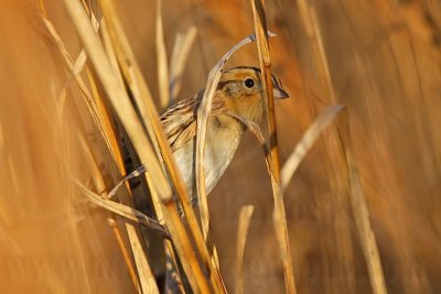 _MG_9474 Le Conte's Sparrow.jpg