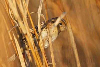 _MG_9476 Le Conte's Sparrow.jpg
