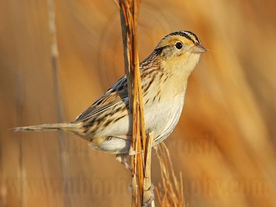 _MG_9493 Le Conte's Sparrow.jpg