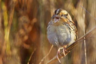 _MG_9509 Le Conte's Sparrow.jpg