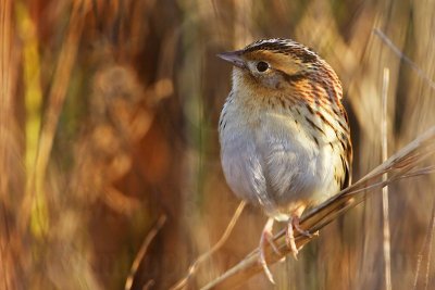 _MG_9521 Le Conte's Sparrow.jpg