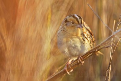 _MG_9528 Le Conte's Sparrow.jpg
