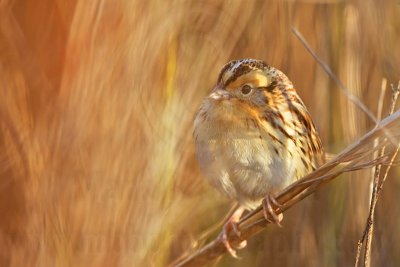 _MG_9530 Le Conte's Sparrow.jpg