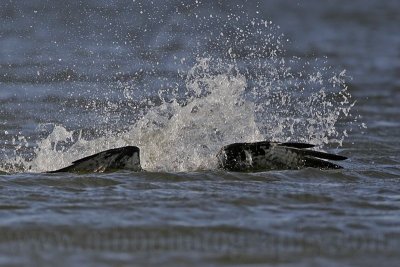 Osprey - Dive - Coming out of the water
