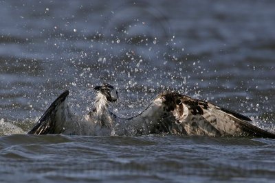 Osprey - In water shake