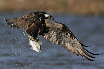 Osprey - Getting airborne