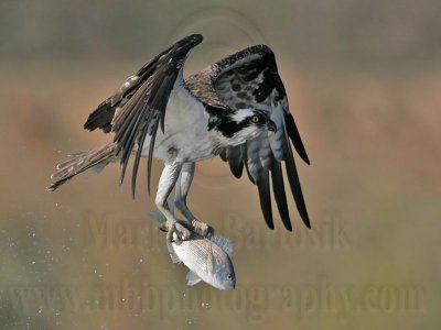 _MG_0058 Osprey.jpg