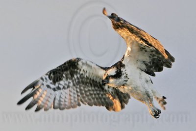 _MG_8873 Osprey.jpg