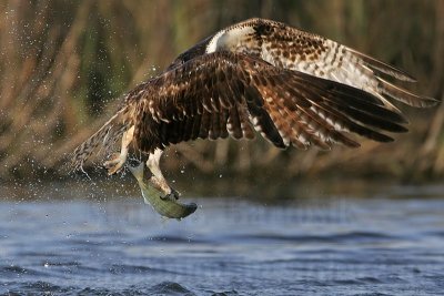 _MG_9309 Osprey.jpg