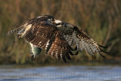 _MG_9314 Osprey.jpg