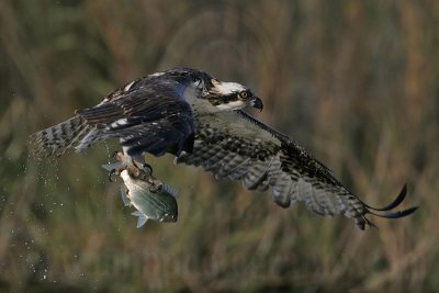 _MG_9316 Osprey.jpg