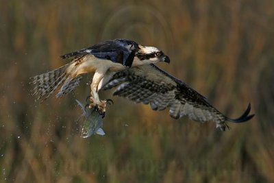 _MG_9317 Osprey.jpg