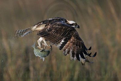 _MG_9319 Osprey.jpg