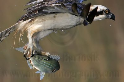 _MG_9321crop Osprey.jpg