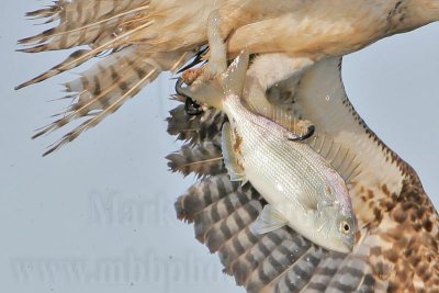 _MG_9338crop2 Osprey.jpg