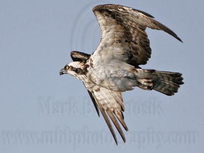 _MG_9835 Osprey.jpg