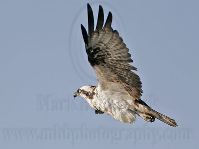 _MG_9837 Osprey.jpg