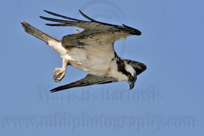 _MG_9907 Osprey.jpg