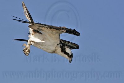 _MG_9938 Osprey.jpg