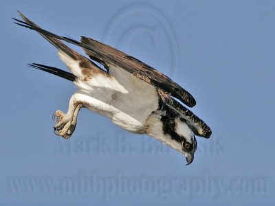 _MG_9939 Osprey.jpg