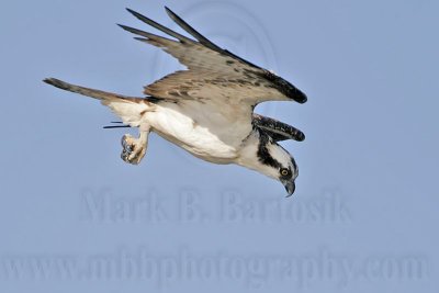 _MG_9943 Osprey.jpg