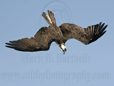 Osprey - Dive - Controlling speed