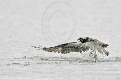 _MG_5910 Osprey.jpg