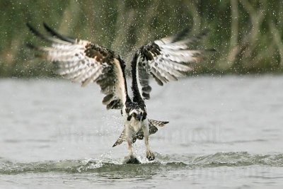 _MG_6036 Osprey.jpg