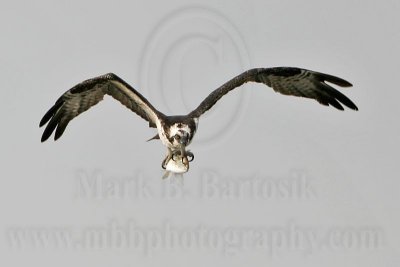 _MG_6930 Osprey.jpg