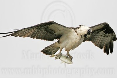 _MG_6961 Osprey.jpg