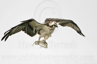 _MG_6962 Osprey.jpg