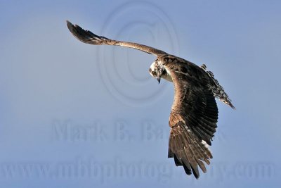 _MG_7705 Osprey.jpg