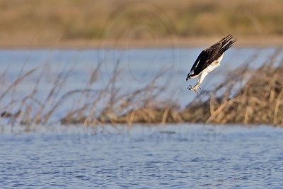 _MG_3986 Osprey.jpg