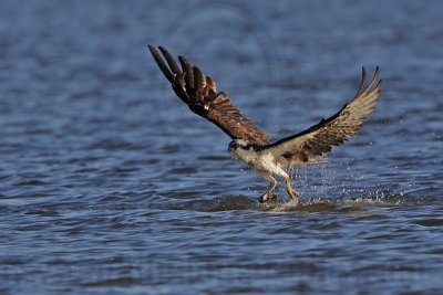 _MG_4547 Osprey.jpg