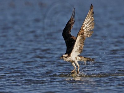 _MG_4548 Osprey.jpg