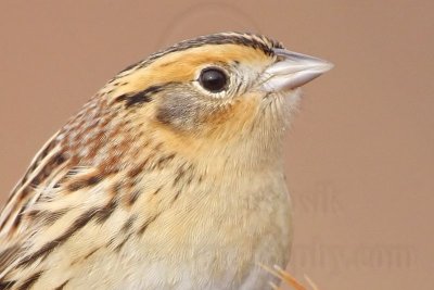 _MG_2238crop Le Conte's Sparrow.jpg