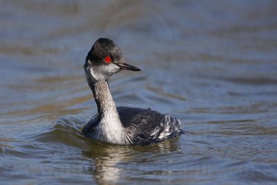 _MG_2408 Eared Grebe.jpg
