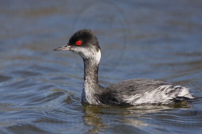 _MG_2410 Eared Grebe.jpg