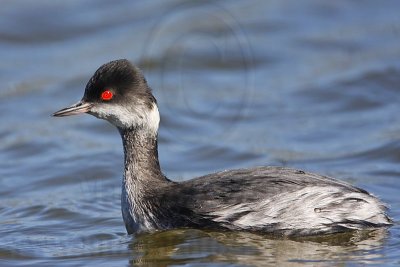 _MG_2427 Eared Grebe.jpg