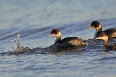 _MG_4718 Eared Grebe.jpg