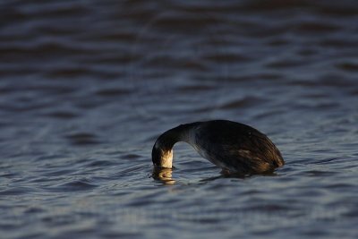 _MG_4777 Eared Grebe.jpg