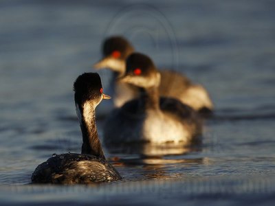 _MG_4832 Eared Grebe.jpg